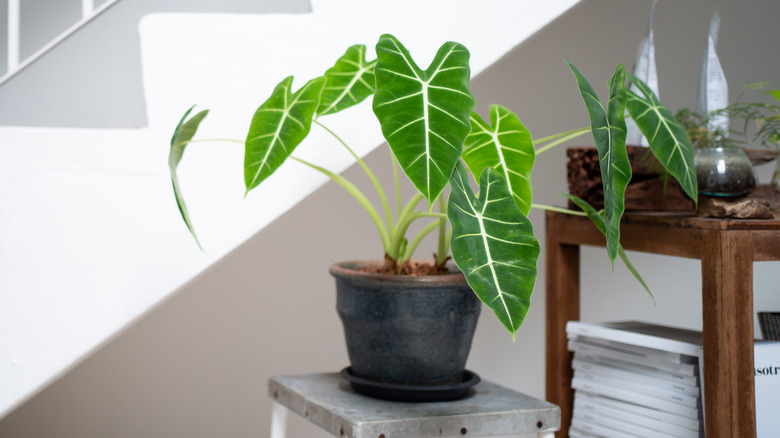 Large alocasia plant