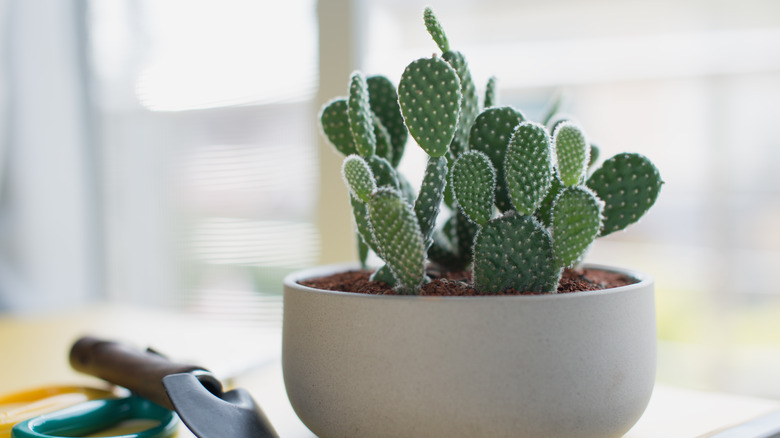 Many bunny ear cacti in one pot