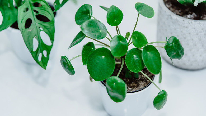 Small pilea peperomia