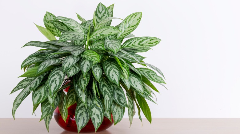 Large chinese evergreen plant