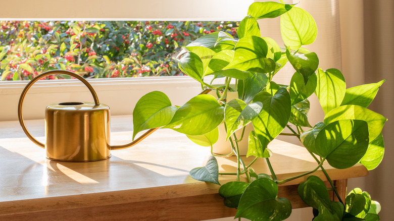 Golden pothos in a window