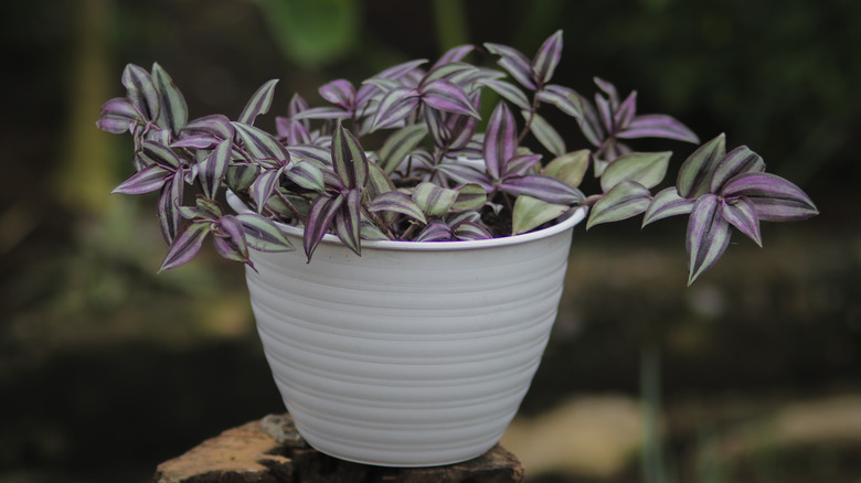 Purple inch plant in white pot