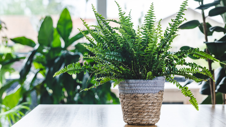 Small fern in a woven pot