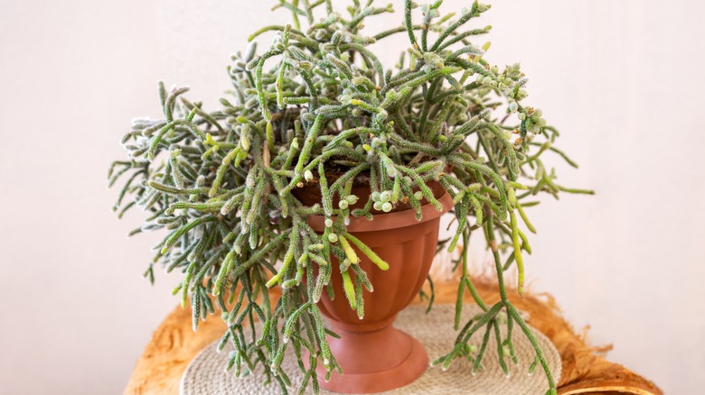 Mistletoe cactus in terracotta pot