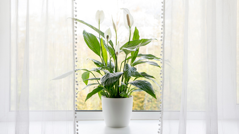 Large peace lily plant in window