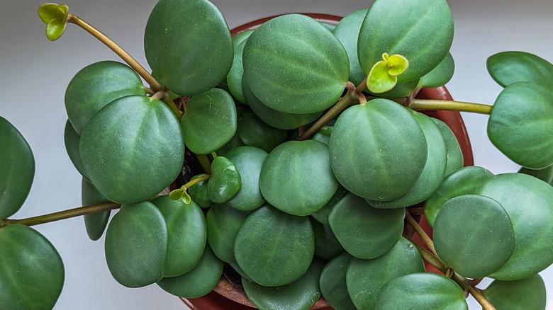 Close up of peperomia hope