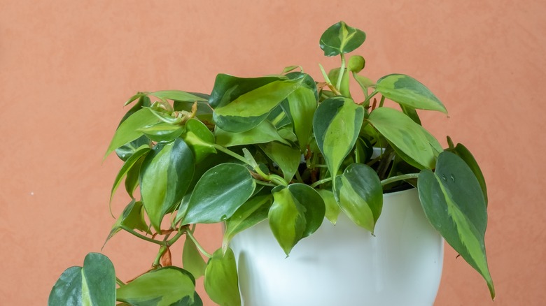 Close up of philodendron brasil