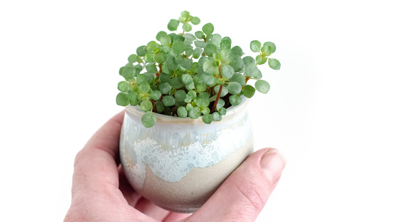 Tiny pilea glauca plant