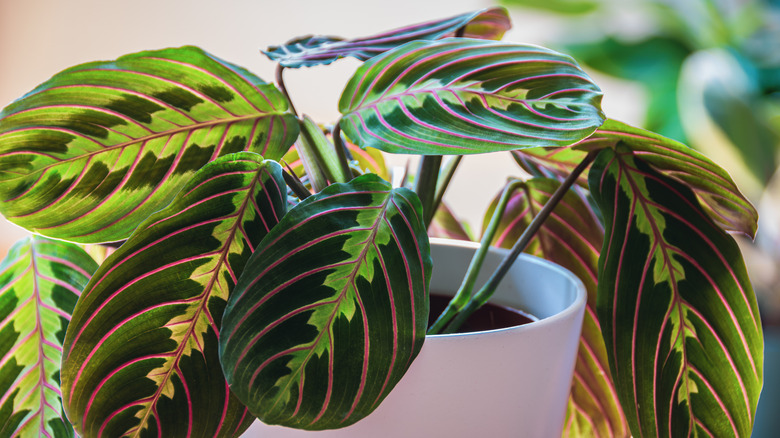 Prayer plant in white pot