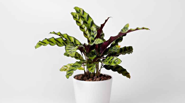 Rattlesnake calathea in a white pot