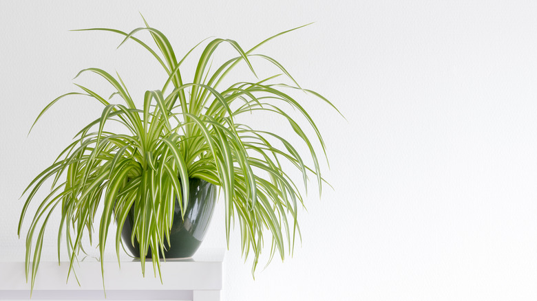 Large spider plant