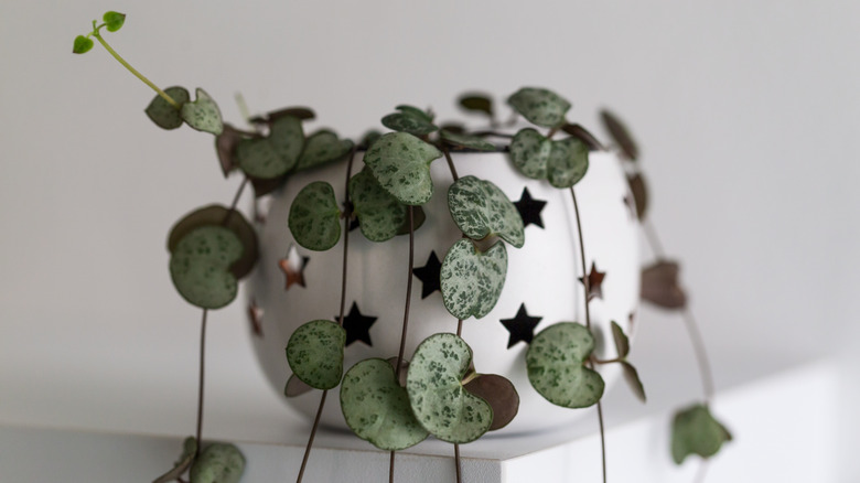 String of hearts in a star pot