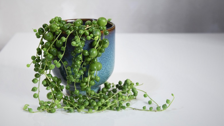 String of pearls in a blue pot