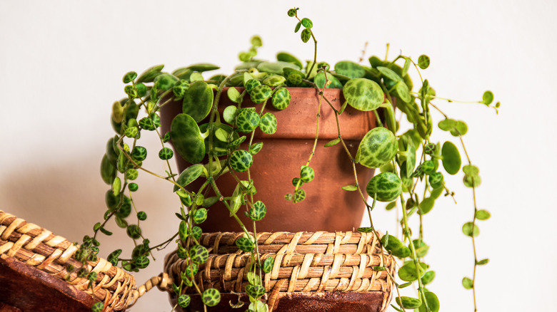 String of turtles in a terracotta pot