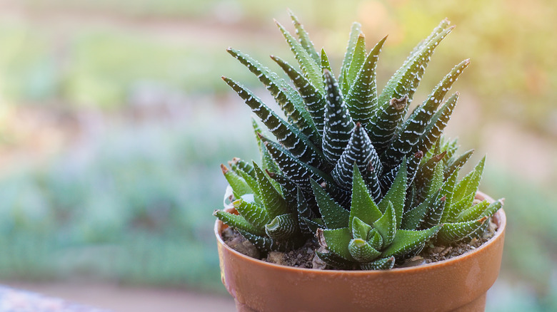 Tiny zebra plant