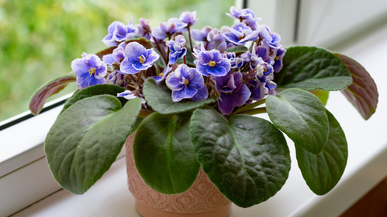 African violet blooming on sill