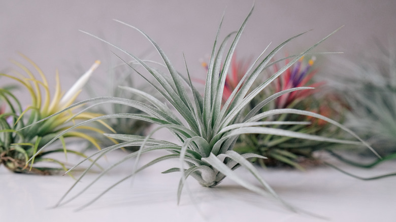 Several air plants on counter