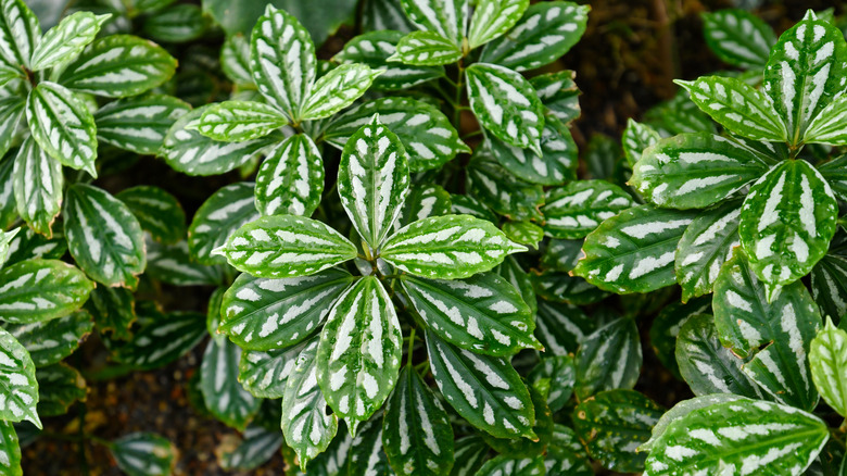 Aluminum plant silver foliage