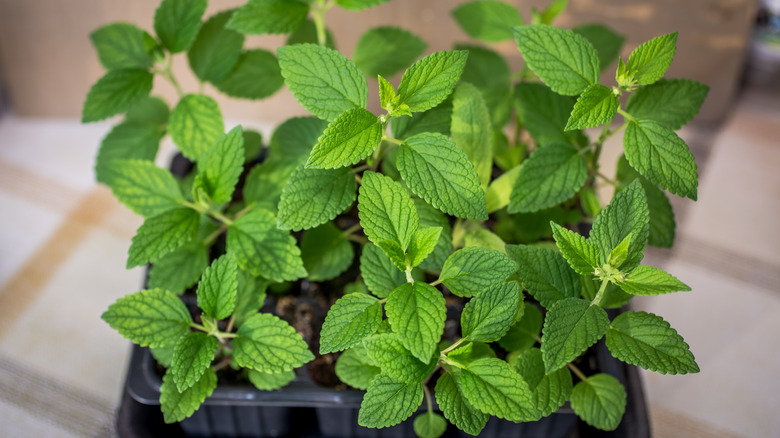 Young catnip plant in pot