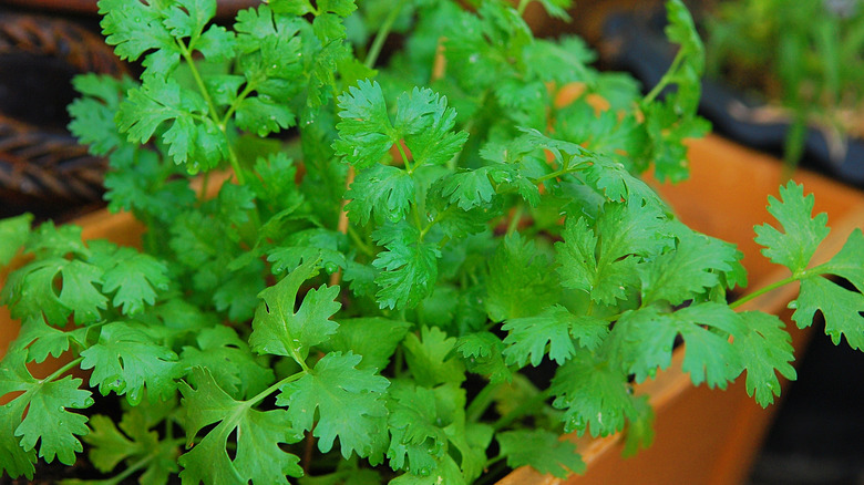 Cilantro with full green leaves