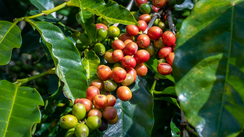 Coffee plant almost harvest ready