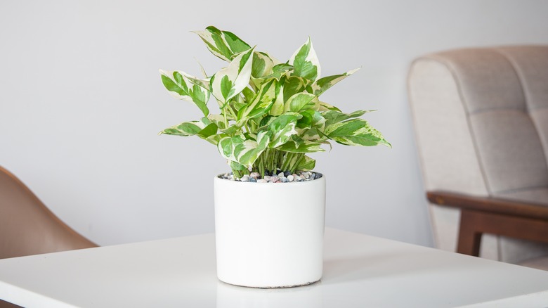 Golden pothos on low table