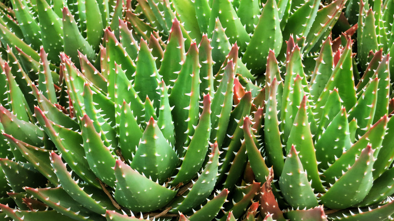 Golden-toothed aloe red tips