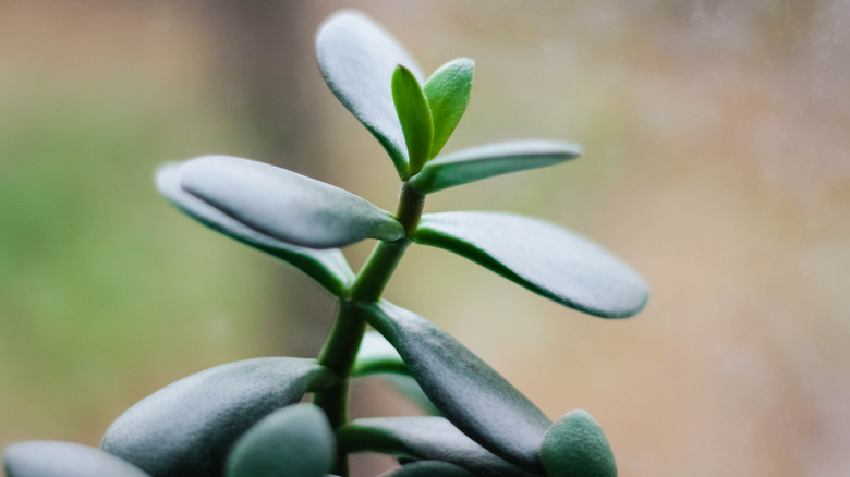 Jade plant small fleshy foliage