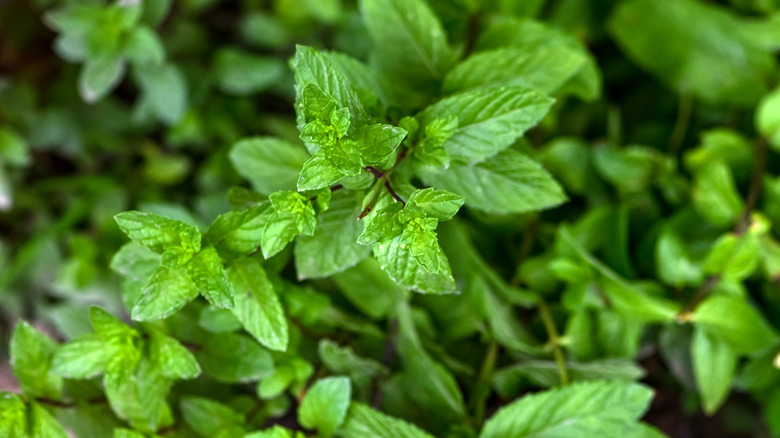 Mint leaves bushy growth