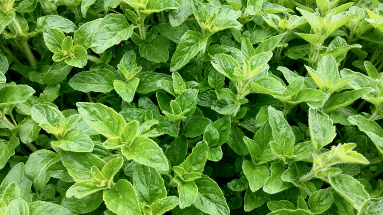 Oregano herb with bushy growth