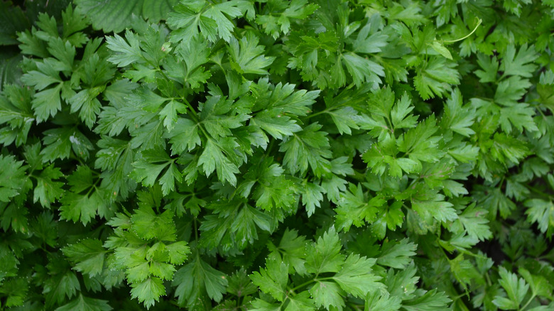 Green parsley leaves clumped together