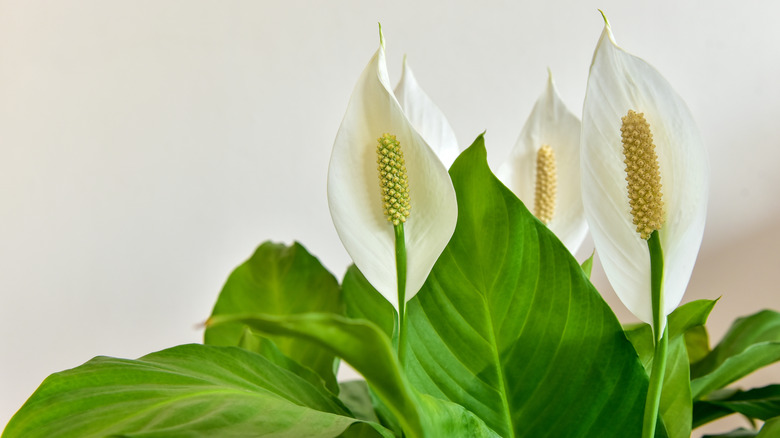 Peace lily in bloom