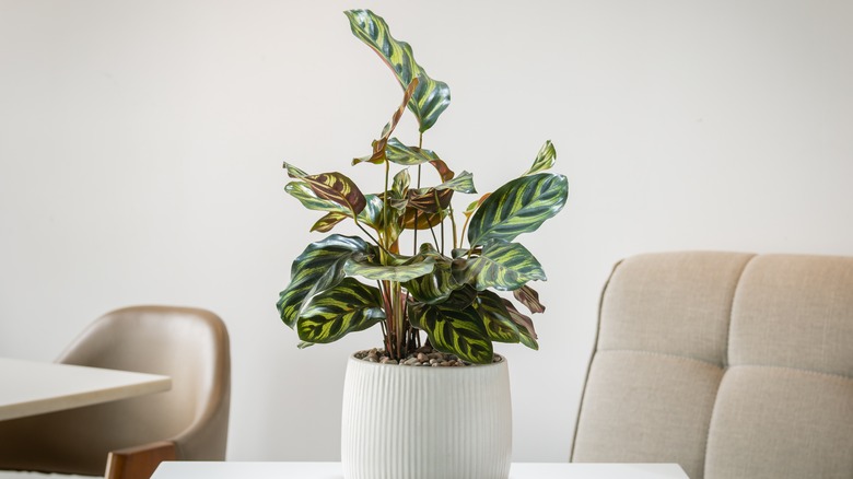 Peacock plant on table