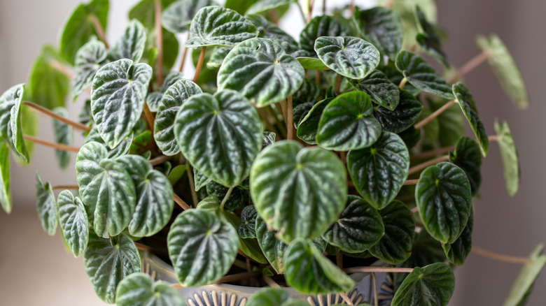 Green peperomia plant in container 