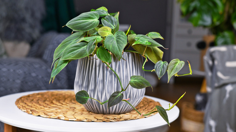 Small philodendron on small table