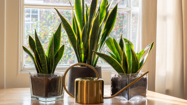 Snake plants in window