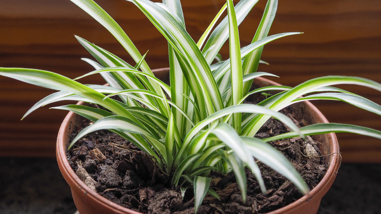 Spider plant in brown pot