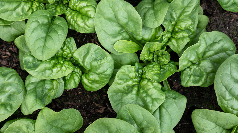 Spinach plants nearly harvest ready