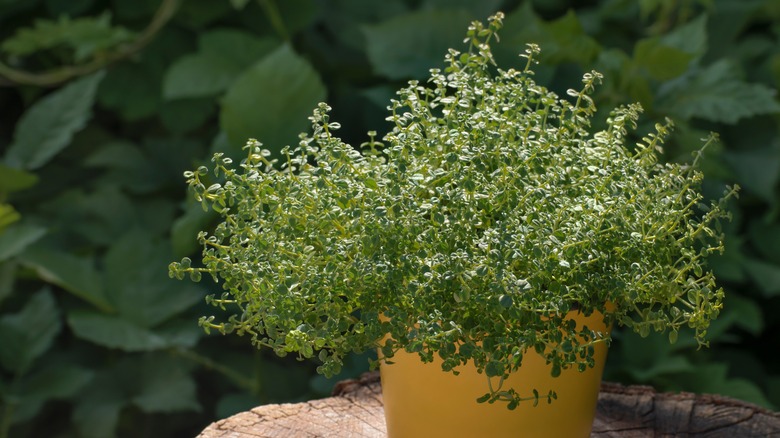 Thyme growing in yellow pot