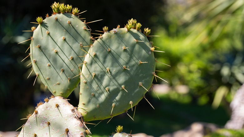 Bunny ear cactus with two pads