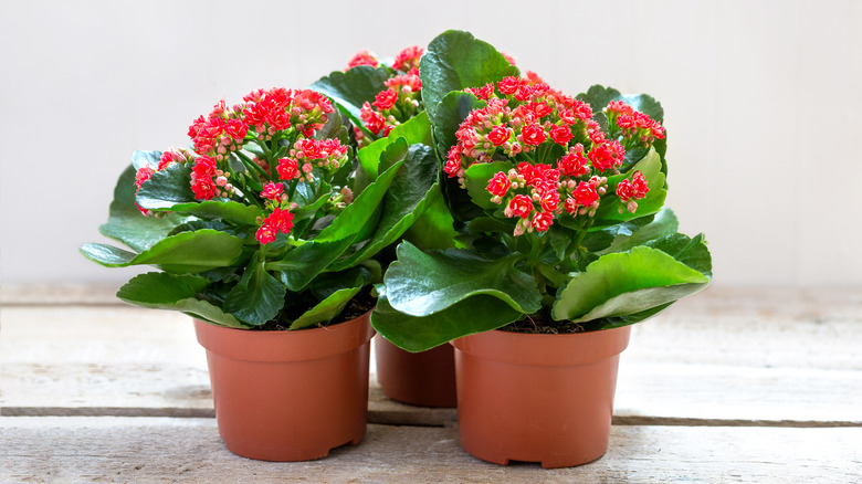 Three red flowering calandiva potted