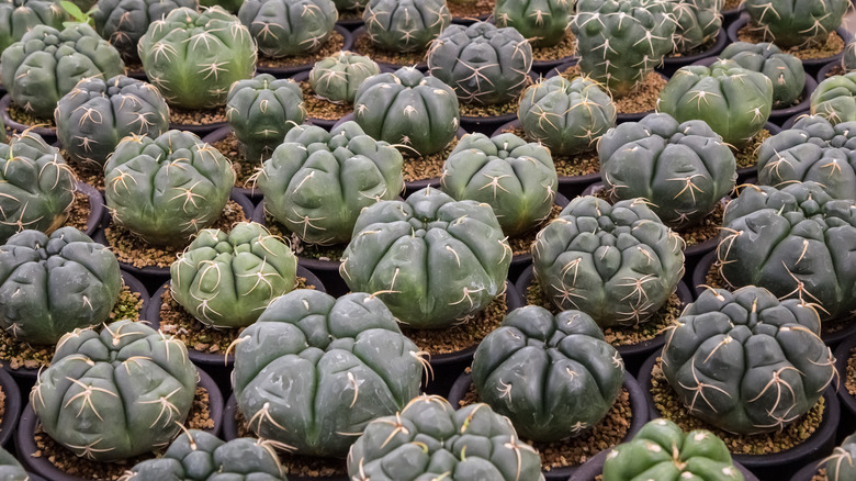 Many chin cacti in pots 