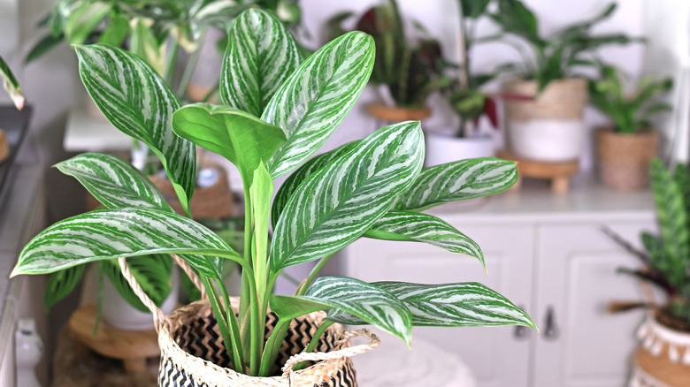 Chinese evergreen stripped leaves