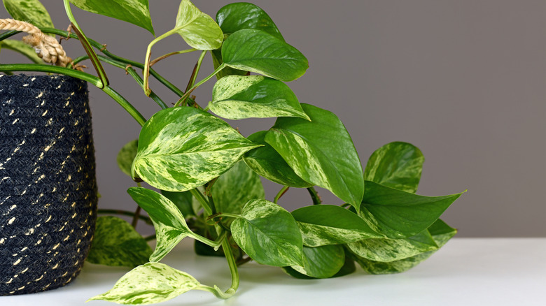 Devil's ivy foliage variegated