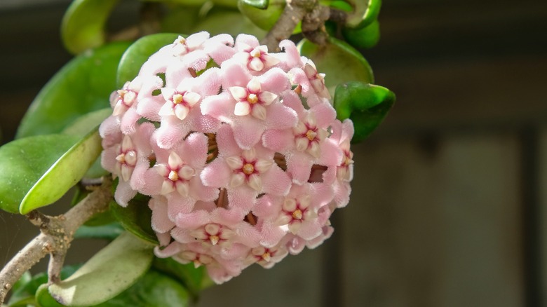 Honey plant in bloom 