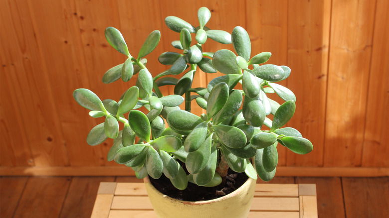 Jade plant from top view