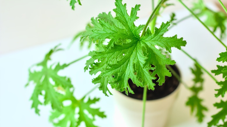 Scented geranium foliage up close 