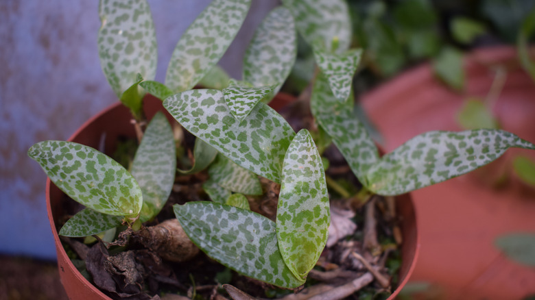 Silver squill dark foliage closeup