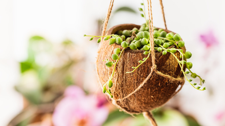 String of pearls in planter