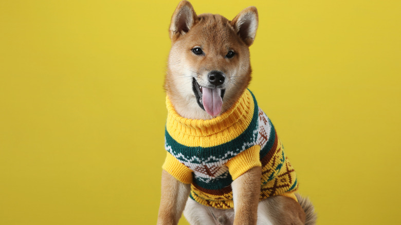 dog in sweater